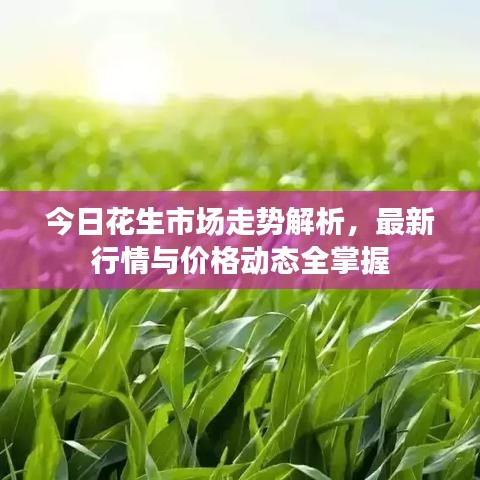 今日花生市场走势解析，最新行情与价格动态全掌握